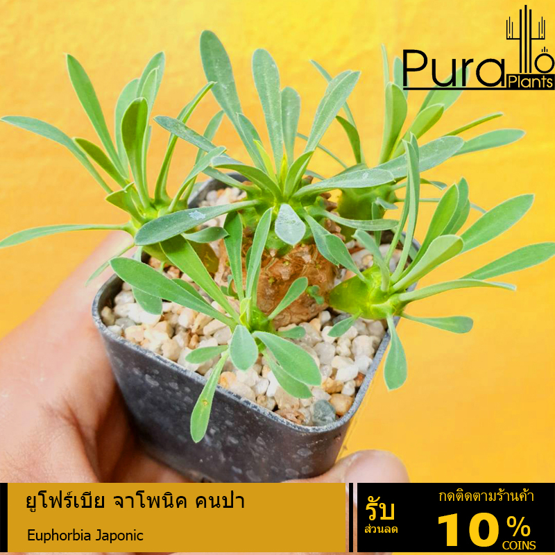 ต้นยูโฟเบีย ยูโฟเบียจาปอนิก้า Euphorbia Japonica ยูโฟเบียคนป่า #ยูโฟร์เบีย #Euphorbia