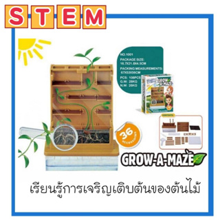 👑Alice&amp;kids👑 Stem DIY ชุดทดลองวิทยาศาสตร์ Grow a maze ดูการเจริญเติบโตของต้นไม้