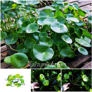 👑ต้น : ใบบัวบกพันธุ์เกษตร Centella asiatica ใบใหญ่พิเศษ กระถาง4นิ้ว ไม้กระถาง ไม้ใบ ไม้น้ำ ไม้บ่อบัว👑