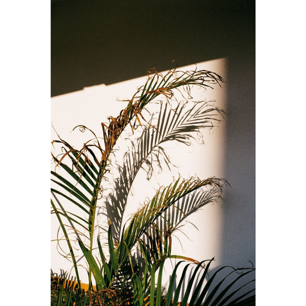 ฟิล์มสี โกดัก Kodak Gold 200 135-36 รูป ฟิล์มถ่ายรูป ฟิล์มถ่ายภาพ ฟิล์ม