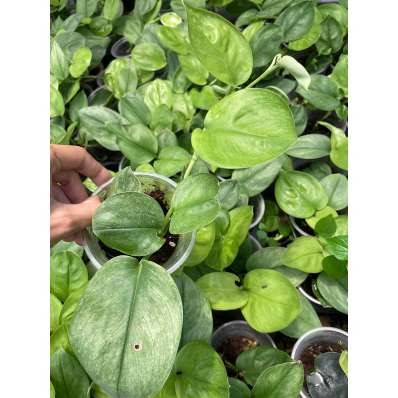 Scindapsus Mint variegated