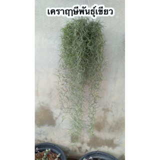 เคราฤๅษีพันธุ์เส้นเขียว ไม่รดน้ำก็เขียว หนวดฤๅษีพืชกันฝุ่น