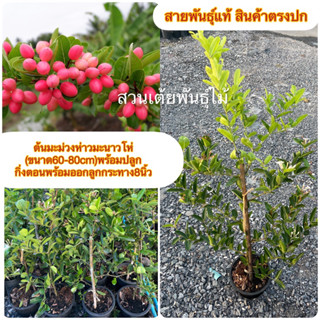 ต้นมะม่วงห่าวมะนาวโห่🍑(ขนาด60-80cmเริ่มออกดอกติดลูก)🍑พร้อมปลูกกิ่งตอนพร้อมออกลูกกระทาง8นิ้ว