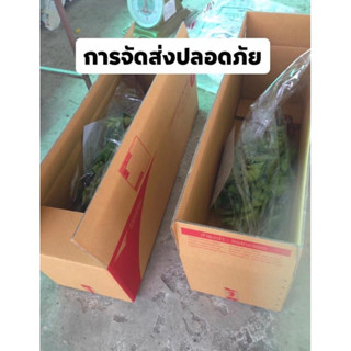 กิ่งพันธุ์มะนาวแป้นสุขประเสริฐตัดตุ้มตอนส่ง