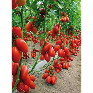 เมล็ดพันธุ์ มะเขือเทศเชอร์รี่ 40เมล็ด Roma Tomato