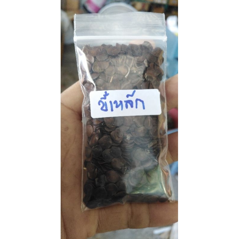 ขี้เหล็ก​บ้าน​ ขี้เหล็กยอดขาว ขายเมล็ดพัน​ธุ์​1ชุด​50​บาท​ราว500เมล็ด​น้ำหนัก​30กรัม