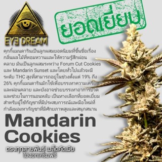 เมล็ดพันธุ์กัญชา สายพันธุ์​ Mandarin​ Cookies​ เมล็ด​คัดเมีย