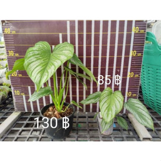 ฟิโลเดนดรอน มาเมอิ (Philodendron mamei)