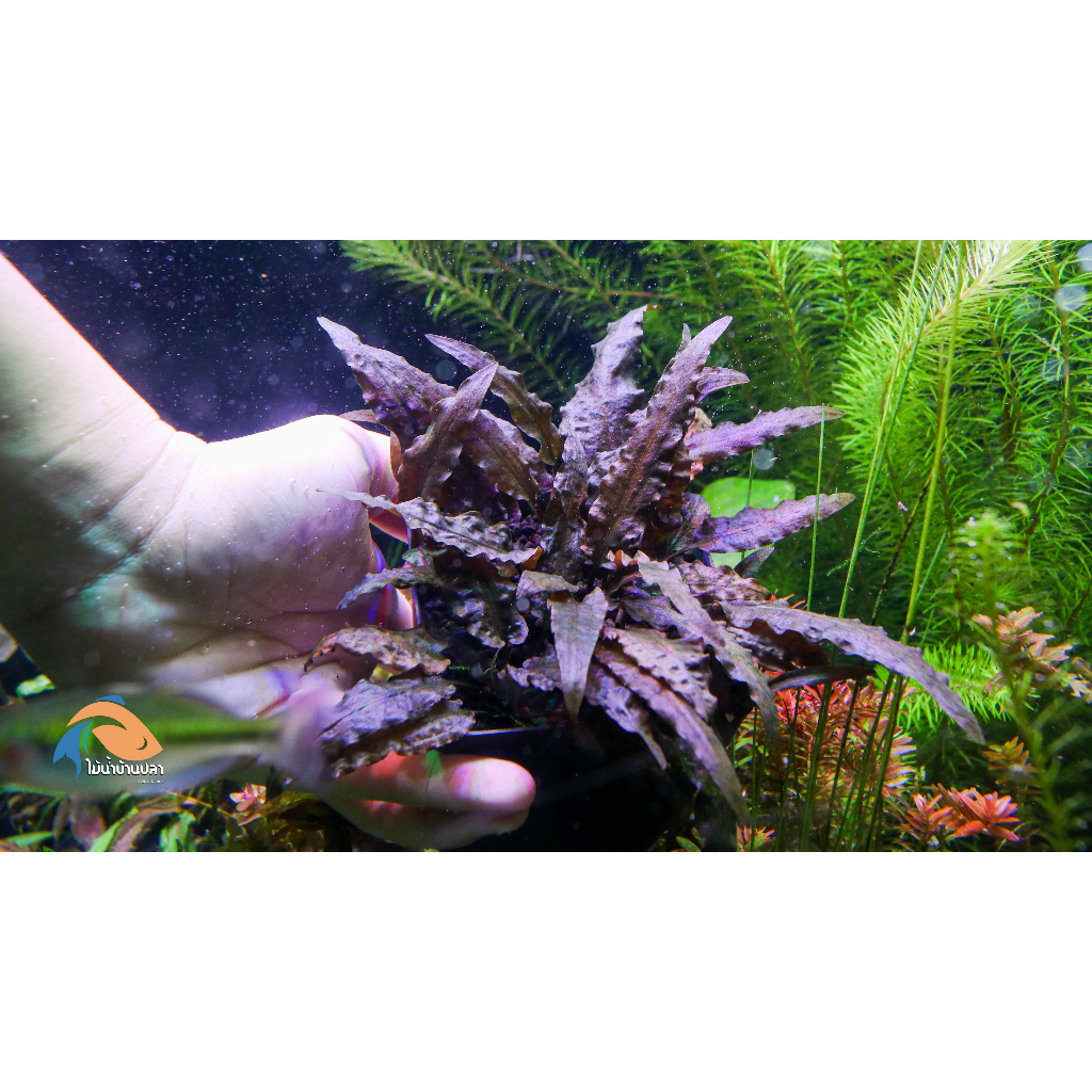 ต้นไม้น้ำ คริปแอ็กเซลโรดิ Cryptocoryne Axelrodi