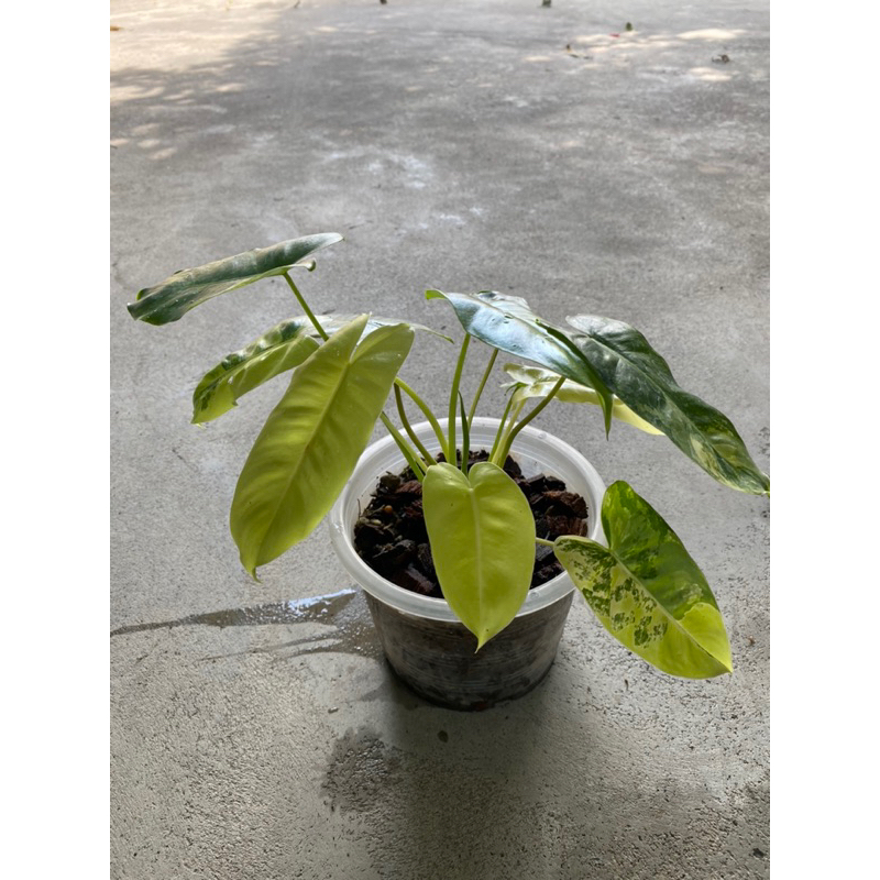 philodendron burle marx variegated | เบอร์เบิลมาร์ค