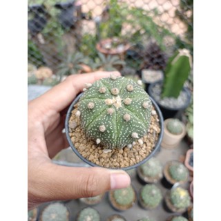 แอสโตรไฟตัม (Astrophytum) ไซต์ออกดอก ไซต์ใหญ่