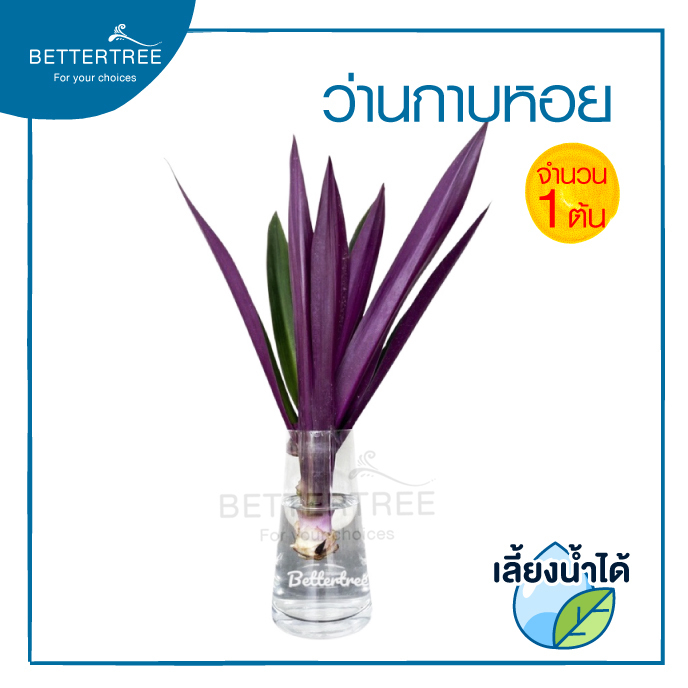 ต้นว่านกาบหอย (จำนวน 1 ต้น) สามารถเลี้ยงน้ำได้ ต้นไม้เลี้ยงน้ำ