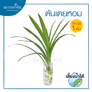 เตยหอม (จำนวน 1 ช่อ) ต้นไม้ฟอกอากาศ สามารถเลี้ยงกับน้ำได้ ต้นไม้ ต้นไม้น้ำ เตย เตยทำขนม