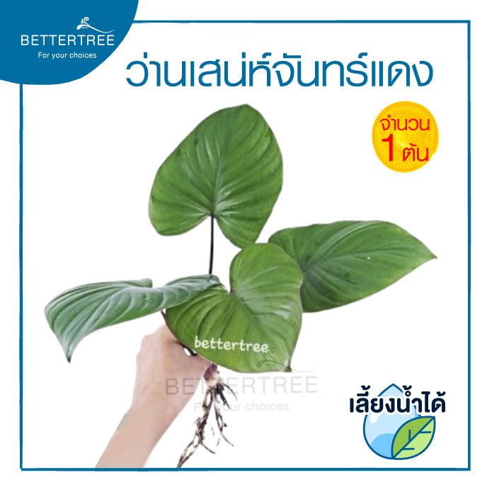 ว่านเสน่ห์จันทร์แดง (จำนวน 1 ต้น) สามารถเลี้ยงน้ำได้ ไม้ฟอกอากาศ ไม้มงคล