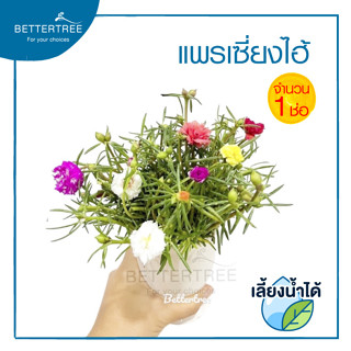 แพรเซี่ยงไฮ้ จำนวน ( 1 ช่อ ) เลี้ยงน้ำได้ คละสี  Portulaca grandiflora  ต้นไม้แดด ต้นไม้