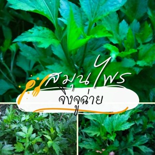 จิงจูฉ่าย สมุนไพร🌱 ซื้อ1ฟรี1โตไวรากเยอะ ปลูกง่ายได้ทุกพื้นที่