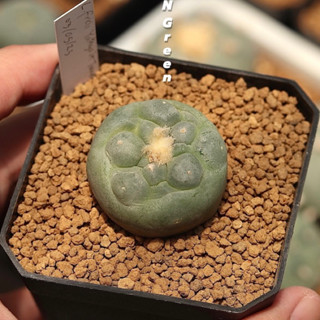 โลโฟ Lophophora fricii โลโฟโฟร่า ฟริซิอาย ลูกYatagai x Tanenaga ไม้เมล็ด ผิวดี หน้าสวย