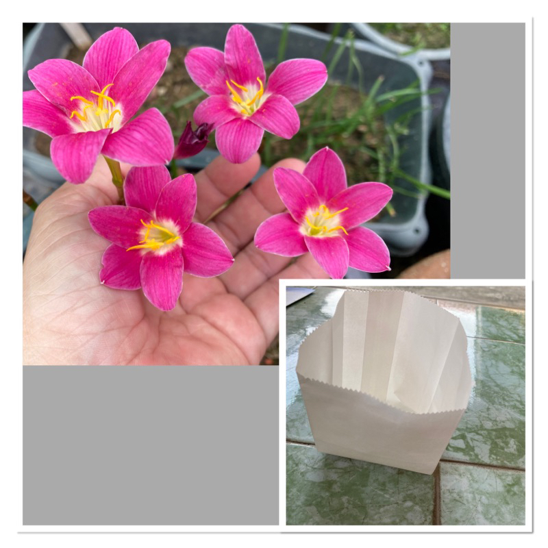 506Q.หัวดอกบัวดิน Kwan Kwan หัวละ 25 บาท มีกลิ่นหอม