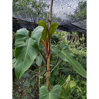 philodendron red emerald ฟิโลก้านแดง มรกตแดง