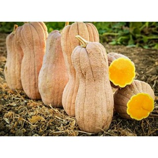 เมล็ดพันธุ์ฟักทองบัตเตอร์นัท โรโกซ่า สควอช(Butternut Violina Rogosa Squash Seed)บรรจุ 10 เมล็ด ของแท้ คุณภาพดี นำเข้าจาก