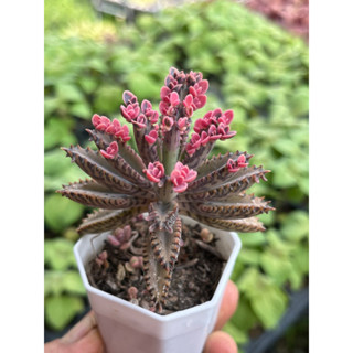 พิ้งค์บัตเตอร์ฟรายน์ (s)Kalanchoe tubiflora f.variegata pink butterfly กระถาง 2 นิ้ว