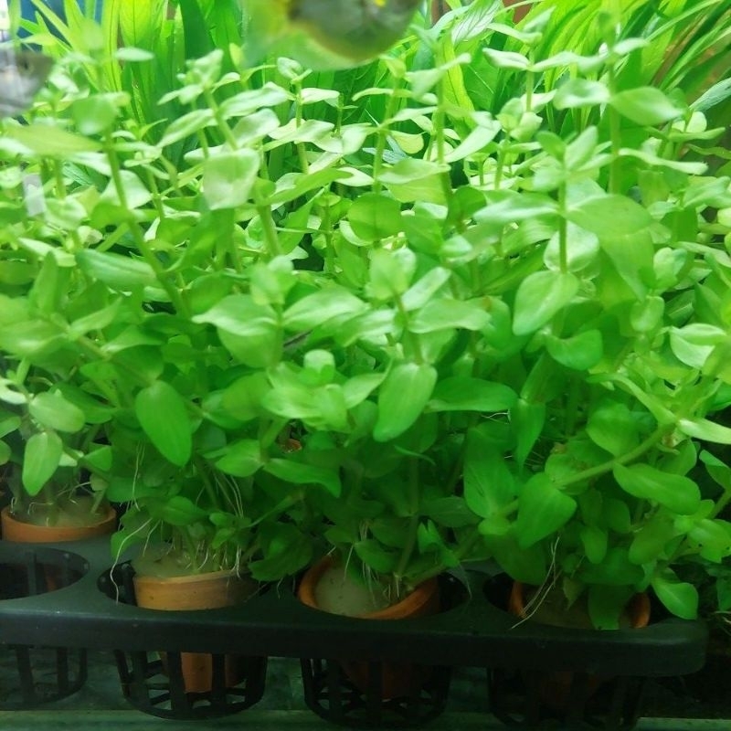 ลานไพลิน ( Bacopa caroliniana) เต้นไม้น้ำ เขียวสดสวย ส่งพร้อมกระถาง ต้นไม้ตกแต่งตู้ปลา (ต้นไม้เข้าใหม่ทุกวันพุธ)