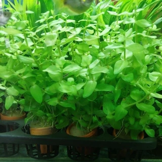 ลานไพลิน ( Bacopa caroliniana) เต้นไม้น้ำ เขียวสดสวย ส่งพร้อมกระถาง ต้นไม้ตกแต่งตู้ปลา (ต้นไม้เข้าใหม่ทุกวันพุธ)