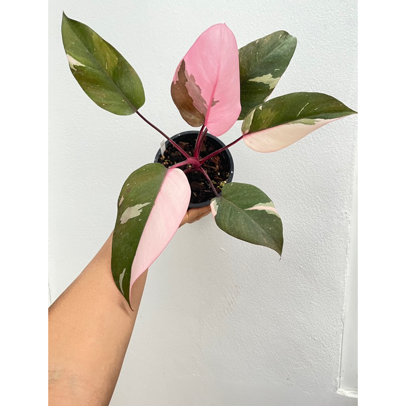 พิงค์ปรินเซส Philodendron pink princess คัดด่าง กระถาง4นิ้ว ต้นตามภาพ เลือกได้ค่ะ