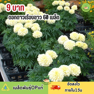 พิเศษ 9 บาท เมล็ดพันธุ์ ดอกดาวเรืองสีขาว มนิลาบรรจุ 60 เมล็ด