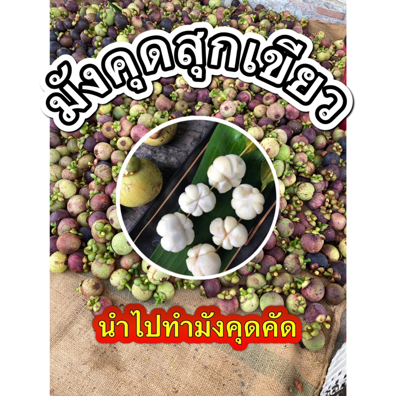 มังคุดสุกเขียว มังคุดเขียว มังคุดดิบ มังคุดคัด ส่งฟรี!!! มังคุดระยอง เหมาะสำหรับนำไปทำมังคุดคัด ยำมั