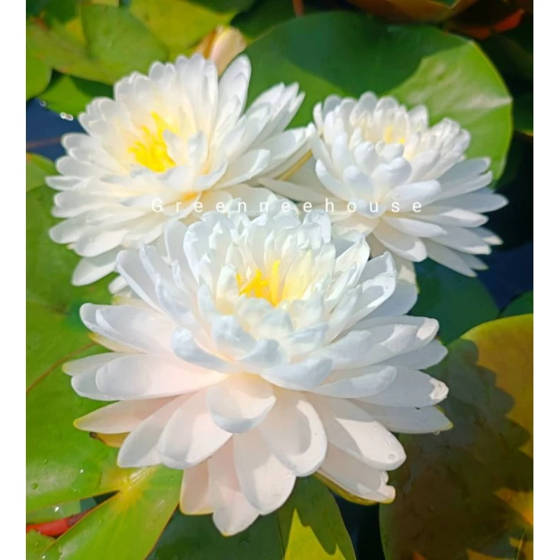บัวฝรั่งชื่อมัลลิกา Waterlily (Newมาใหม่จ้า)ดอกใหญ่ขาวกลมมากออกตลอดปีจ้า