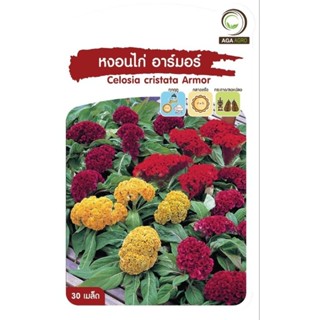 เมล็ดพันธุ์ ดอกไม้ หงอนไก่ อาร์มอร์ (Celosia cristata Armor)