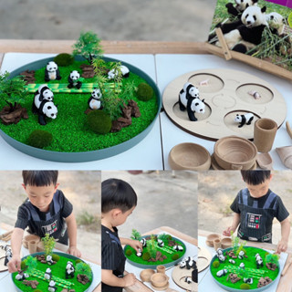 Panda life cycle Sensory play โมเดลวงจรชีวิตหมีแพนด้า วงจรชีวิตสัตว์(พร้อมส่ง)