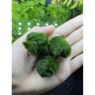 มารีโมะ แท้ 100% มีสินค้า พร้อมส่ง ( Marimo)​ *** แถมปุ๋ย Nitrogen ***