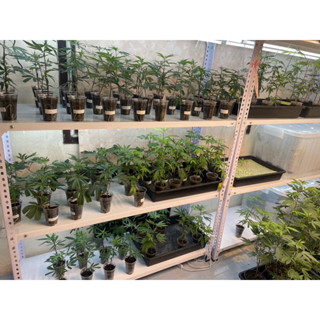 กิ่งชำ ต้นโคลน ค่ายนอกเเท้ 100% (เพศเมีย) Exotic genetix มีใบอนุญาติถูกต้อง