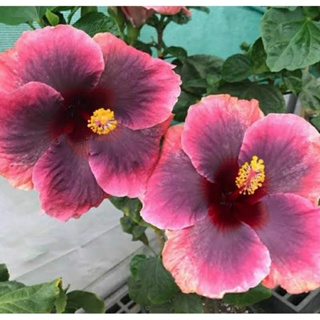 เมล็ดพันธุ์ชบาไต้หวัน แฟรี่ กิฟท์(Fairy Gift Taiwan Hibiscus Seed)บรรจุ 10 เมล็ด ของแท้ คุณภาพดี นำเข้าจากต่างประเทศ