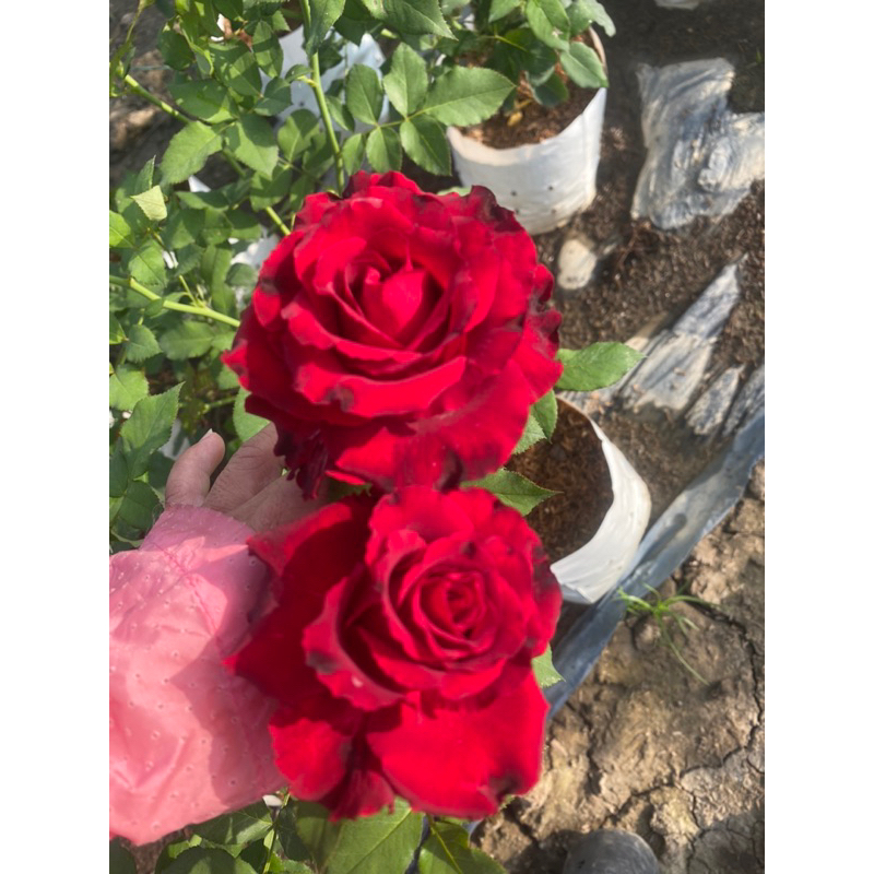 เรดบัคคาร่ากุหลาบตัดดอก