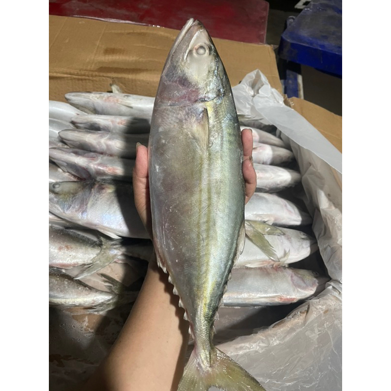 ปลาทูมันไซส์จัมโบ้ไม่เค็ม