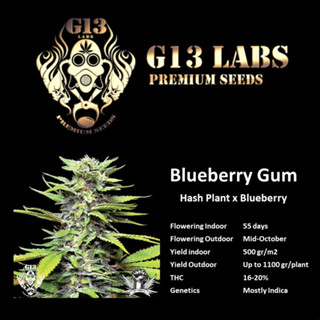 Blueberry Gum - G13 Labs