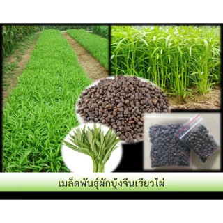 ผักบุ้งจีนถูกที่สุด 10 บ.เมล็ดพันธุ์ผักบุ้งจีน 100เมล็ดเมล็ดผักบุ้งจีนปลูกง่ายขึ้นไว