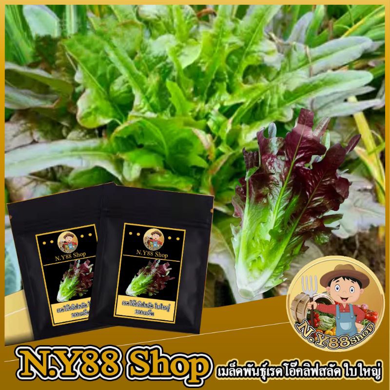 5แถม1เมล็ดพันธุ์เรดโอ๊คลิฟ ใบใหญ่ 300-500เมล็ด เมล็ดพันธุ์สลัดใบโอ๊คต่างประเทศ รสชาติหวานกรอบ ทรงสวยปลูกได้ทั้งดินและน้ำ