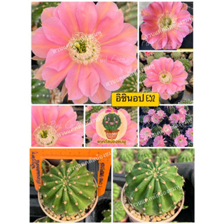 🌵🌵แคคตัส Cactus กระบองเพชร พันธุ์อิชินอปซิส (Echinopsis) รหัสสี E52