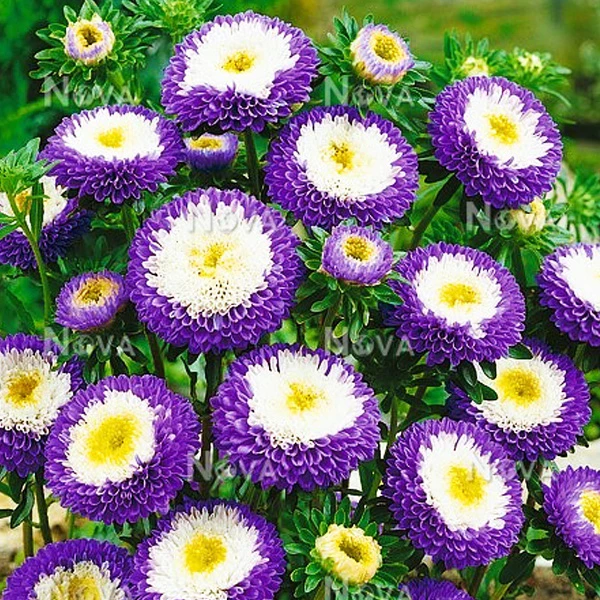 แอสเตอร์ไข่ดาวสีม่วง📌คละสี🎯ถูกที่สุด10บ.🎯เมล็ดพันธุ์แอสเตอร์ไข่ดาวสีม่วง 30-180เมล็ด☘️ปลูกง่าย🌱ดอกสองสี👉สวยมาก