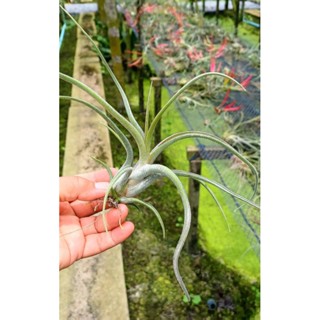 Tillandsia caput_medusae giant