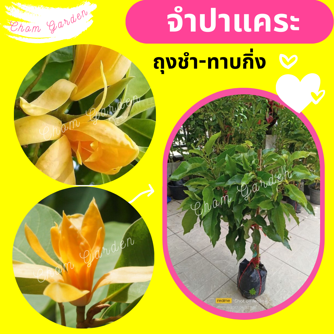 ต้นจำปาอินโดแคระ กิ่งตอน-กิ่งชำ