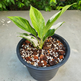 Aglaonema Sp. "Siam Jade" Variegated อโกลนีมา หยกสยามด่าง ไม้ด่าง ไม้สะสม จัดส่งพร้อมกระถาง