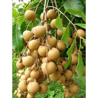 ต้นลำไยพันธุ์อีดอ🌳🍈(ต้นพันธุ์เสียบยอด)รสชาติหวาน กรอบ ฉ่ำน้ำ เม็ดเล็กเนื้อเยอะ ต้นสวยพร้อมปลูก