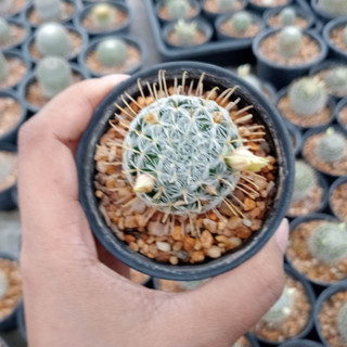 🌵💥แมมดูไว 💥🌵 Mammillaria duwei ไม้เมล็ด ขนาด 3-5 ซม. ต้นกระบองเพชร ต้นแคคตัส (แคคตัส กระบองเพชร)