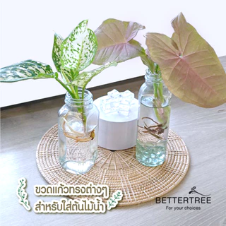 ขวดแก้ว ใส่ต้นไม้เลี้ยงน้ำ แจกันมินอมอล แจกันแก้ว vase
