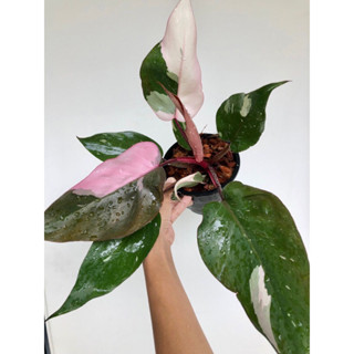 ฟิโลเดรนดรอนพิงค์ปริ้นเซส Philodendron pink princess